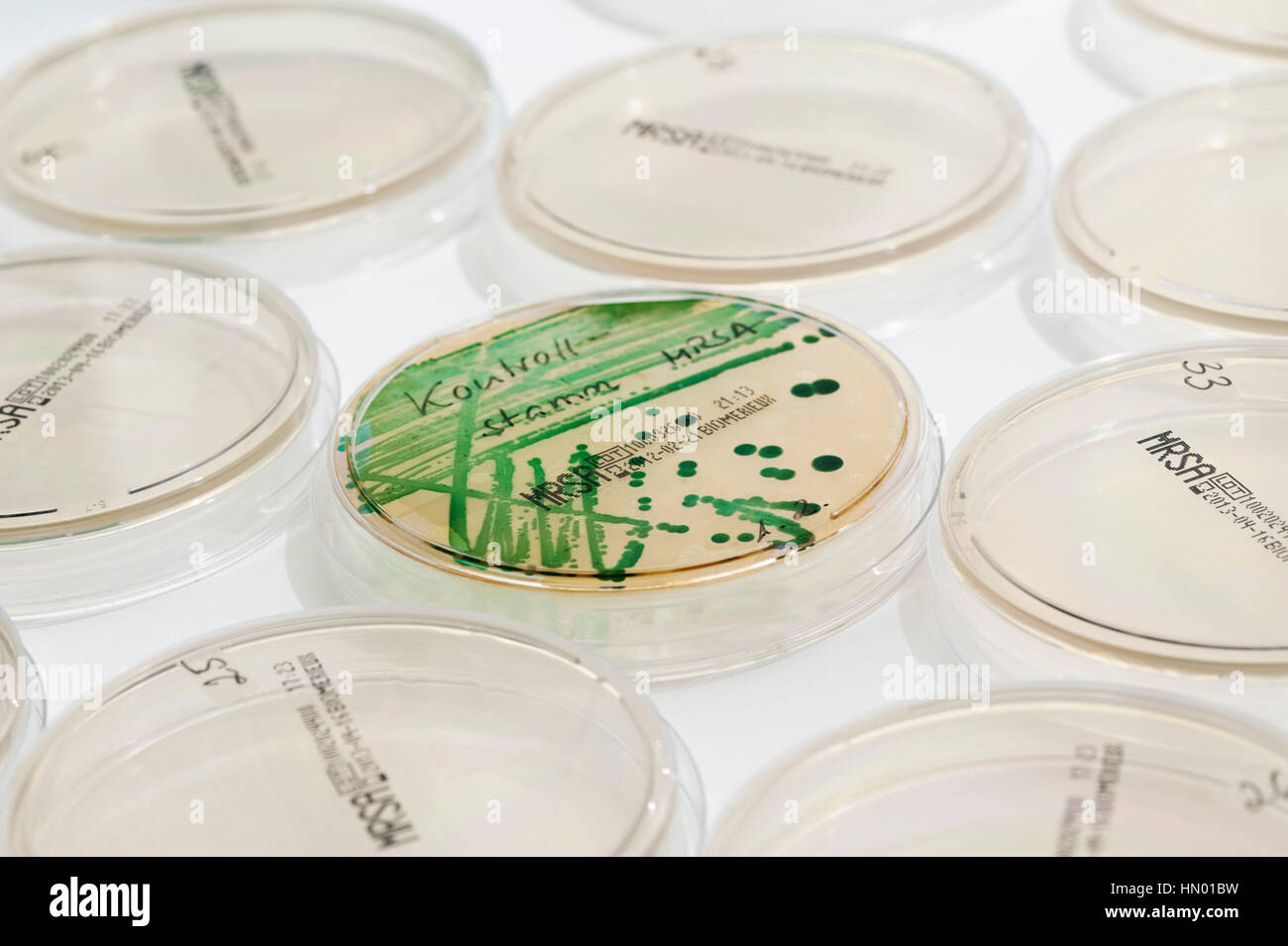 Diagnóstico microbiológico de las bacterias SARM (Staphylococcus aureus resistente a la meticilina), placa de Petri con MRSA cepa de control Foto de stock
