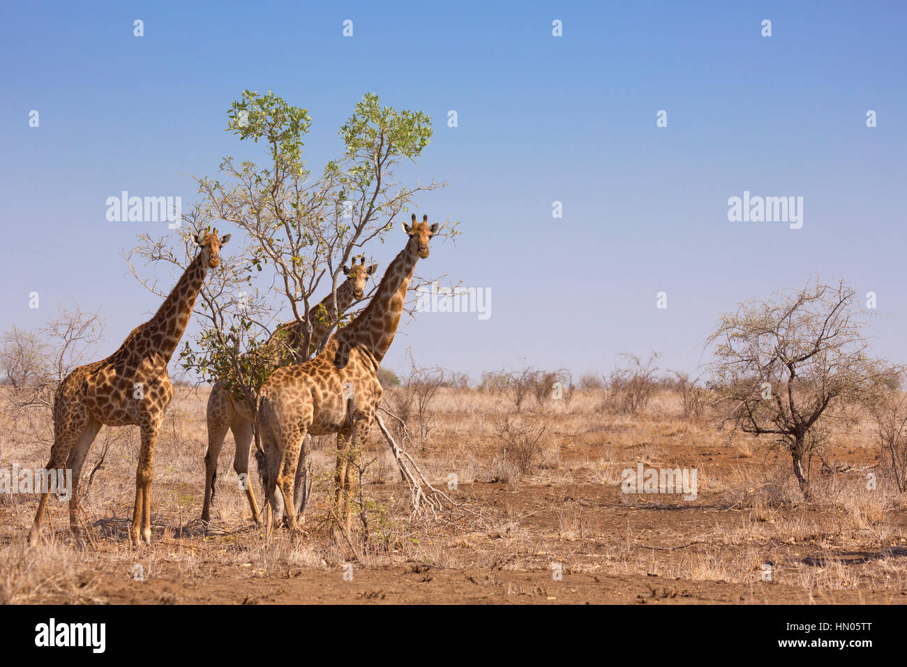 Tres jirafas en el Parque Nacional Kruger en Sudáfrica. Foto de stock