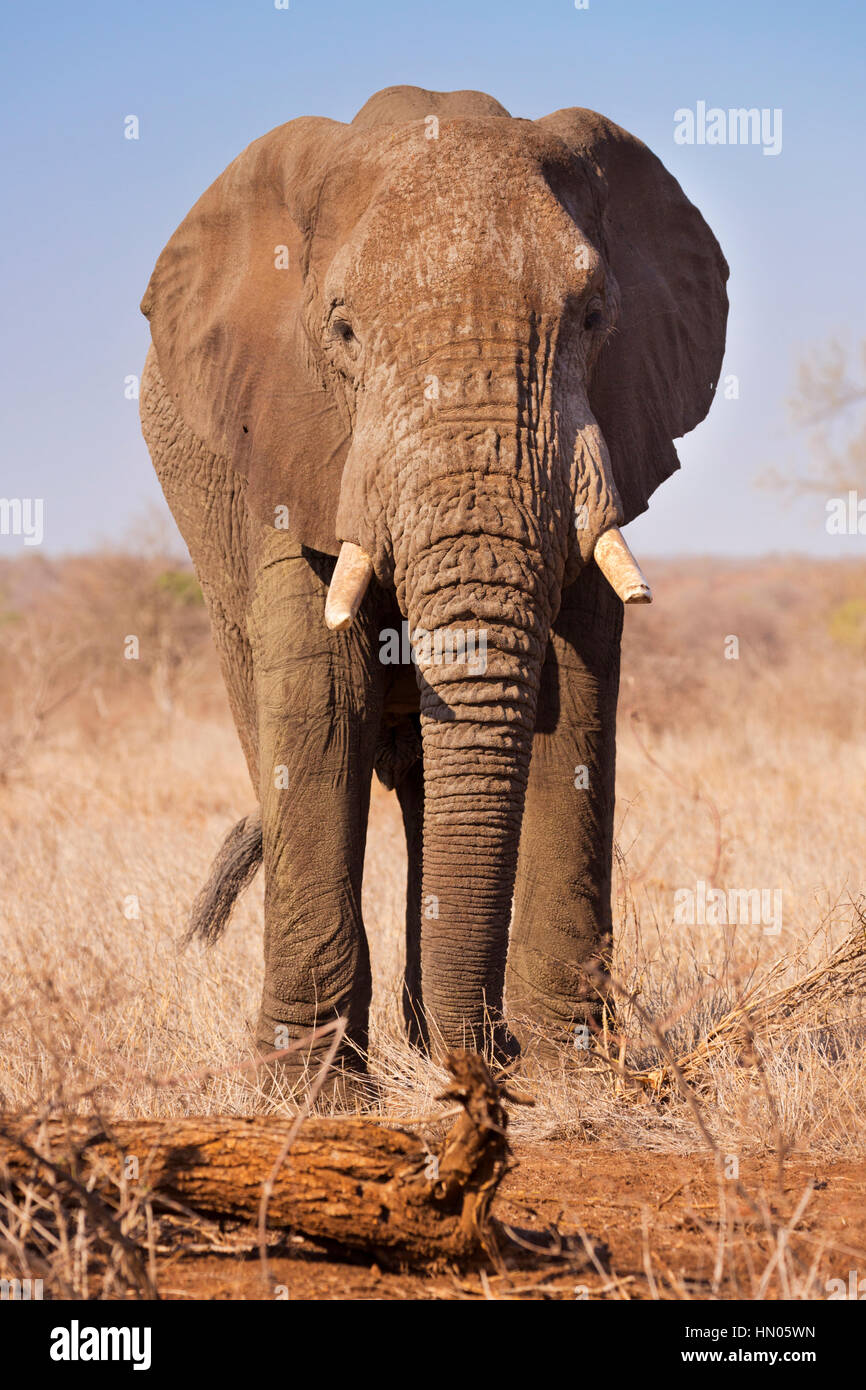 Un elefante en el Parque Nacional Kruger en Sudáfrica. Foto de stock