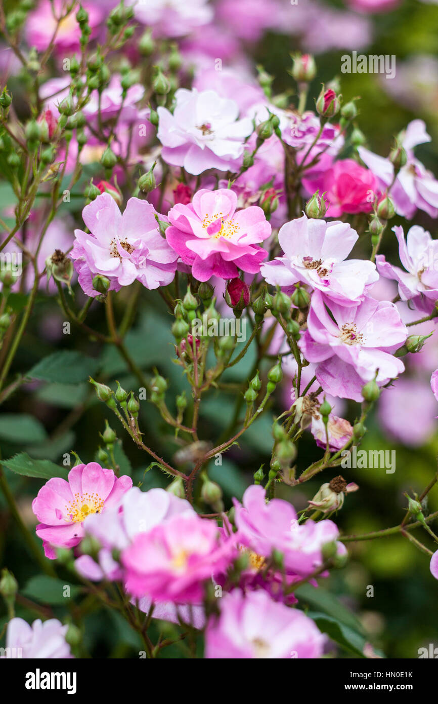 Rosa 'Lavanda' en el verano de ensueño Foto de stock