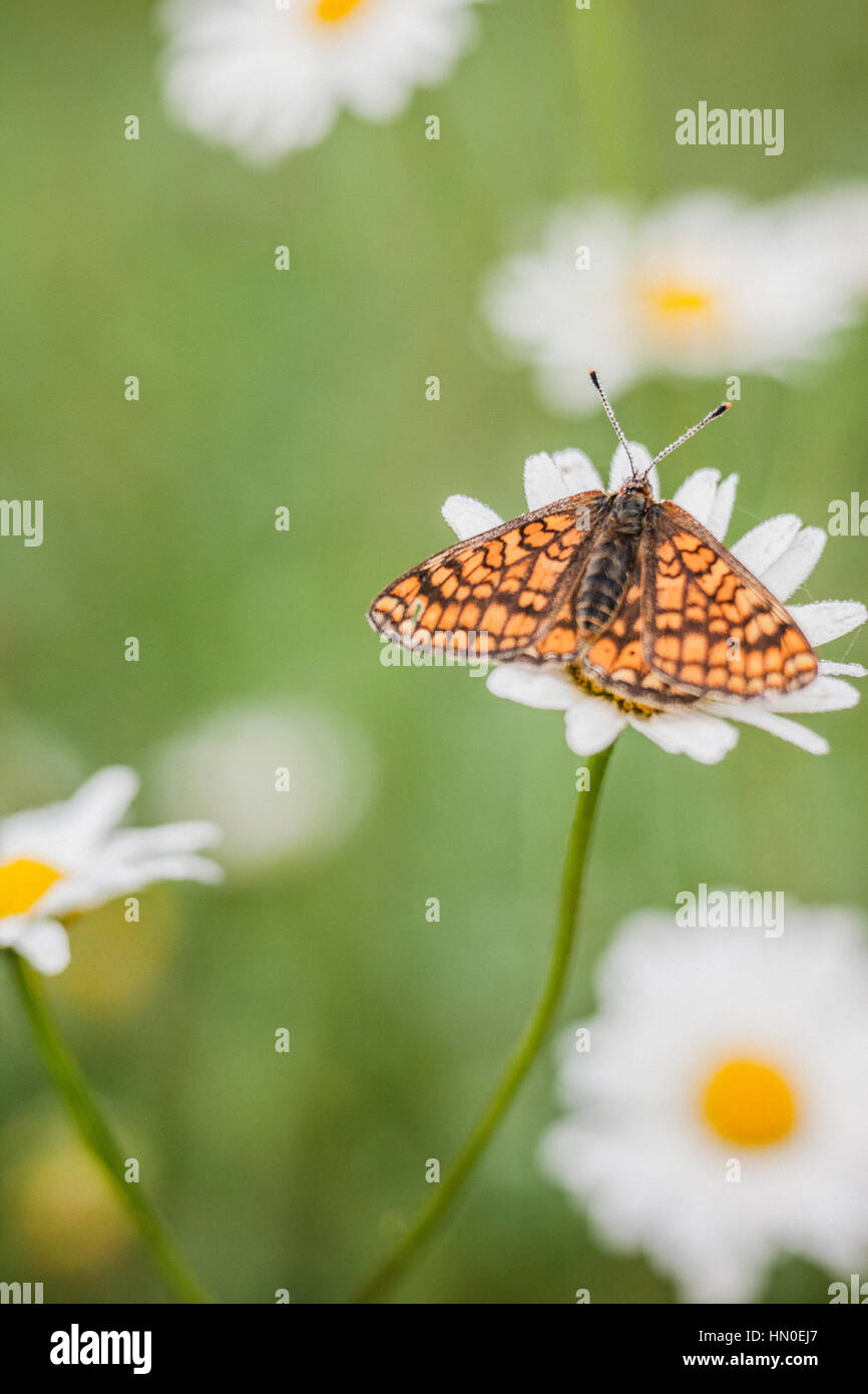 Argynnis aglaja speyeria (verde oscuro) en un oxeye daisy wildflower meadow Foto de stock