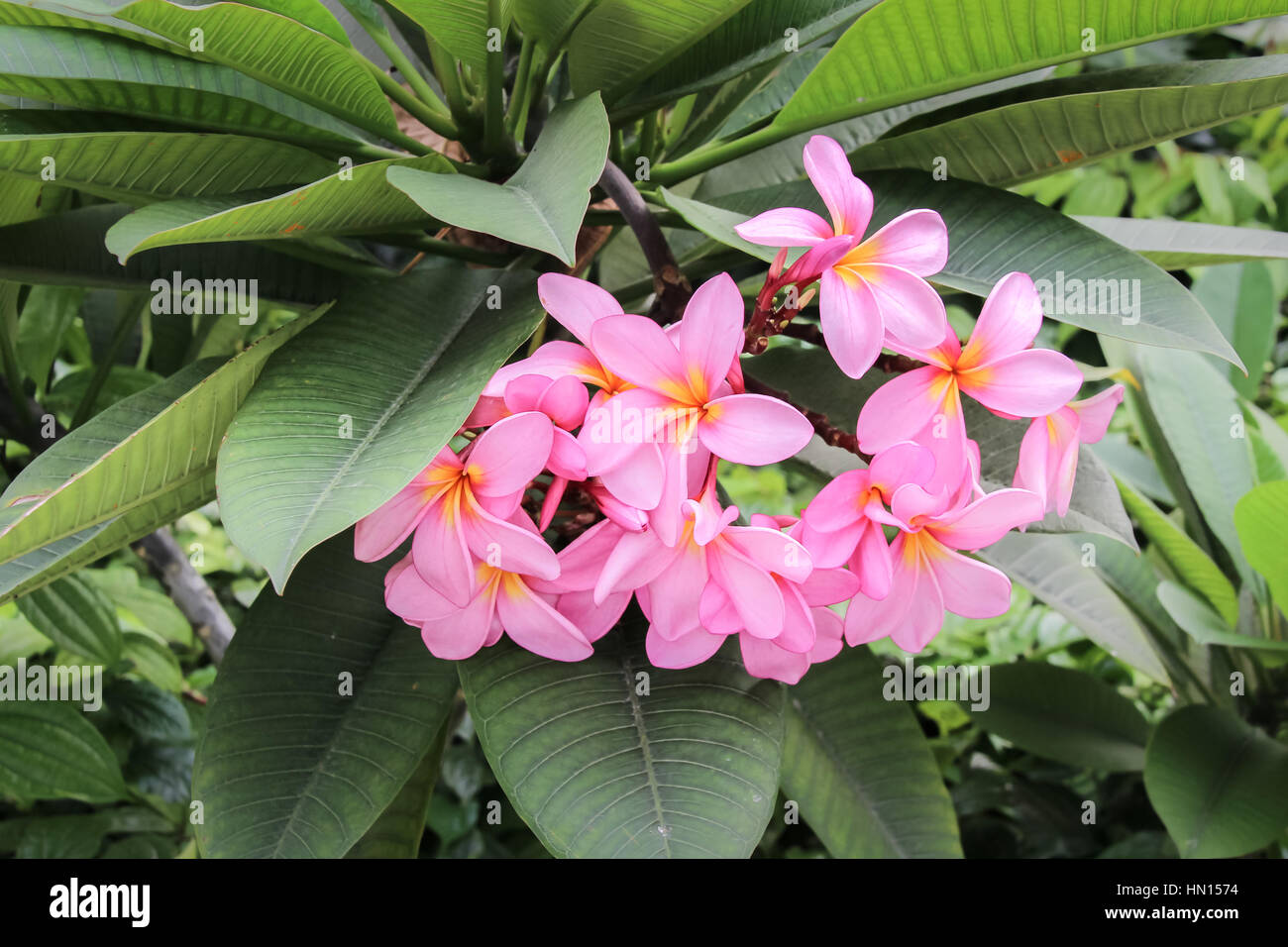 Arbusto de hermosas flores, Plumeria o Frangipani árbol en flor Foto de stock