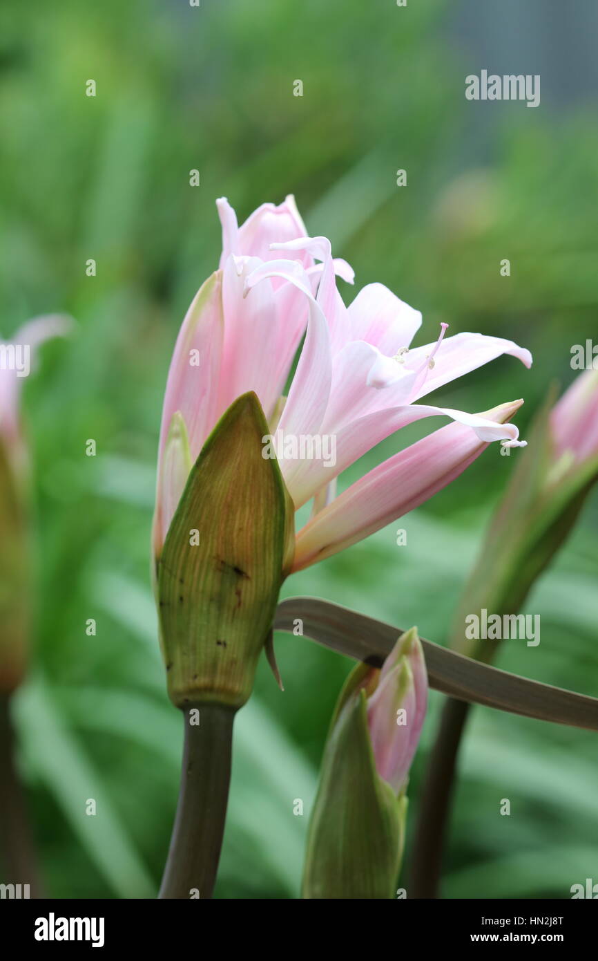 Flor de belladona fotografías e imágenes de alta resolución - Alamy