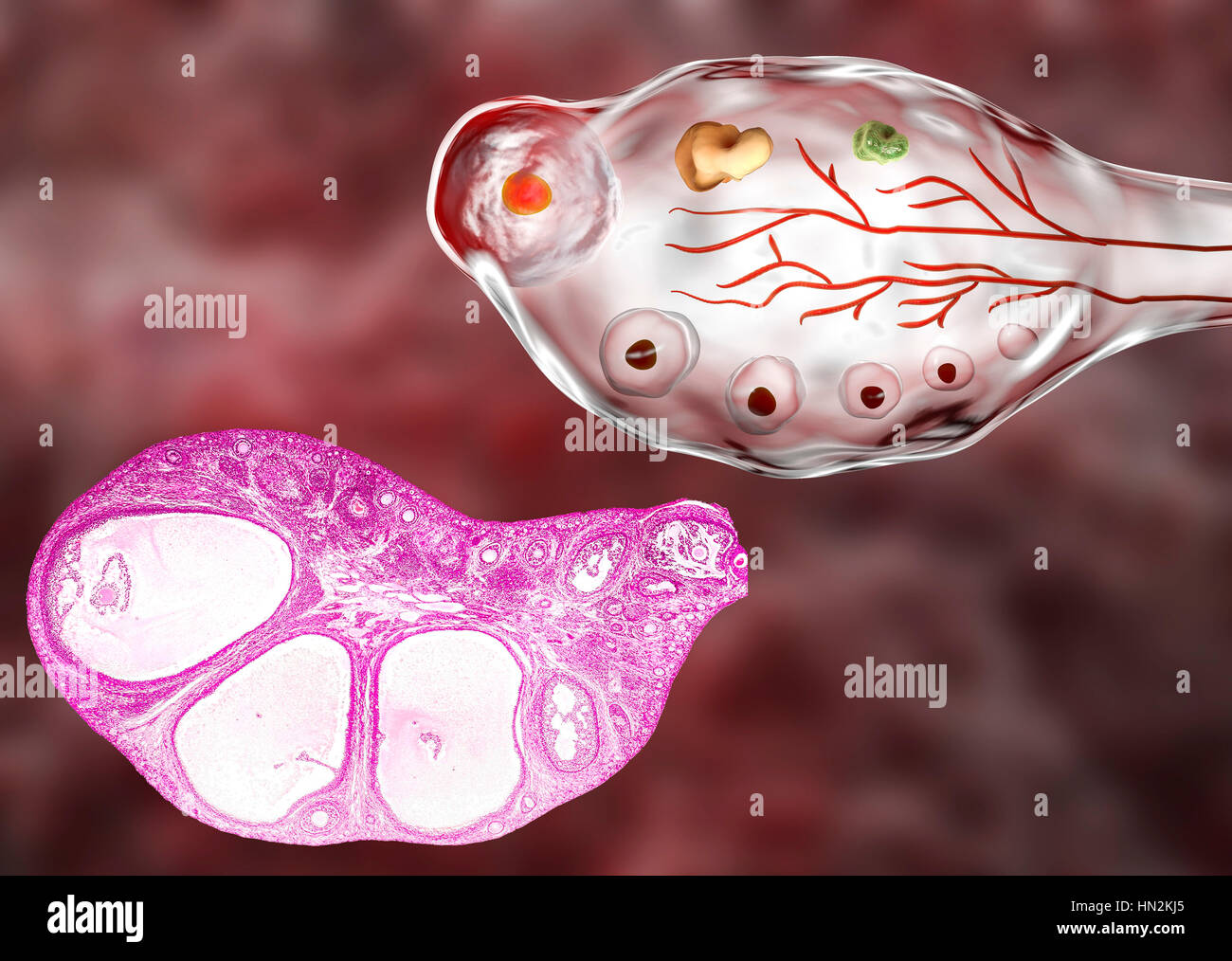 Los folículos ováricos, luz micrografía (parte inferior izquierda) y el