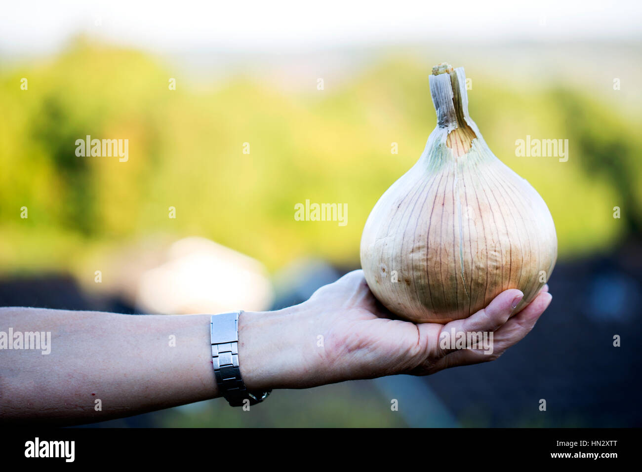Una mujer sostiene una gran cebolla parda de origen, Allium cepa, en la palma de su mano. La verdura de bulbo se ha cultivado en el jardín de la mujer Foto de stock