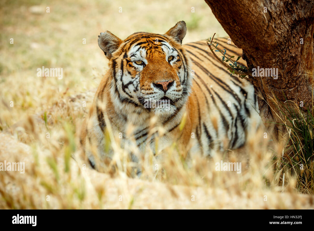 Tigre de Bengala en la hierba de día de verano Foto de stock