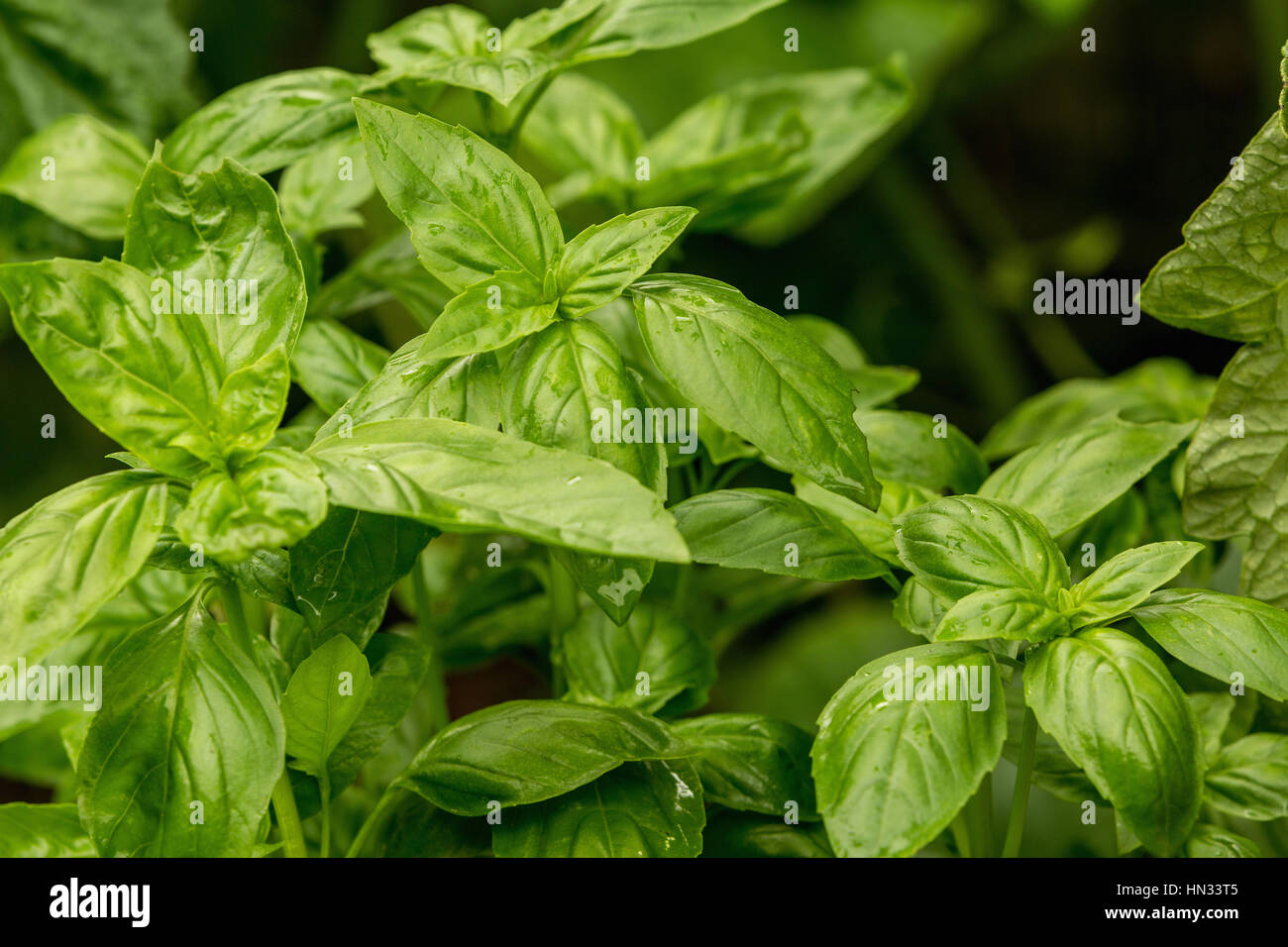Hojas de albahaca fresca, hojas de albahaca verde listo para degustar las sabrosas recetas de cocina, fondo de hierbas Foto de stock