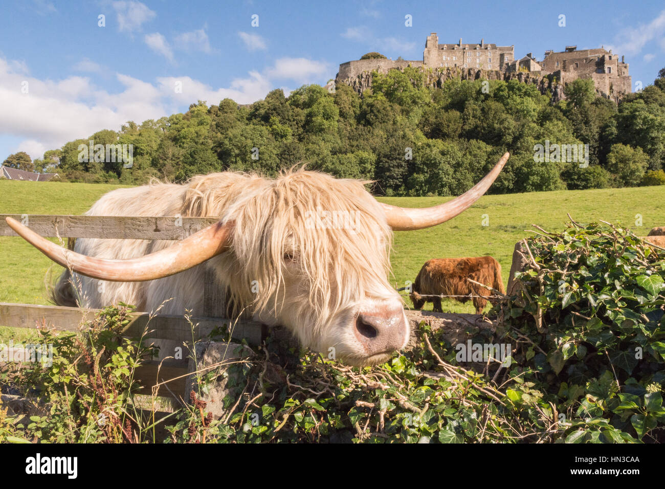 Castillo de Stirling, Highland ganado,highland cow, Stirling, Escocia Foto de stock