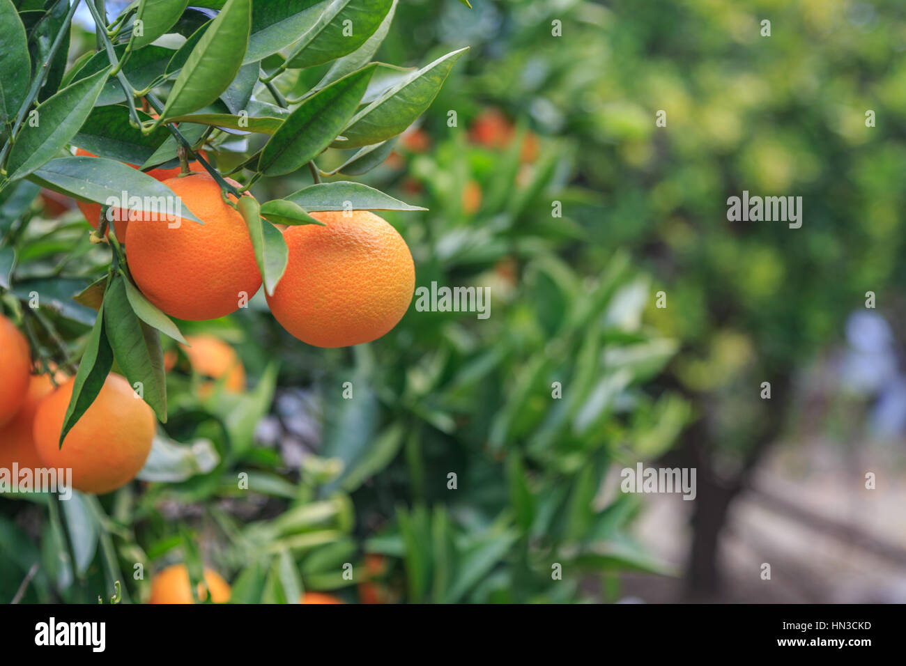 Colgar las naranjas en rama en el jardín de los naranjos Foto de stock