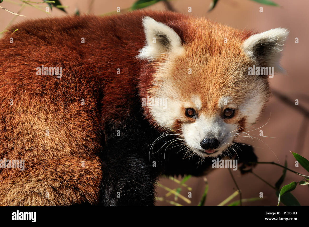 Los pandas rojos puede contarse para lindo. Este es desde el zoológico de la ciudad de Oklahoma. Foto de stock