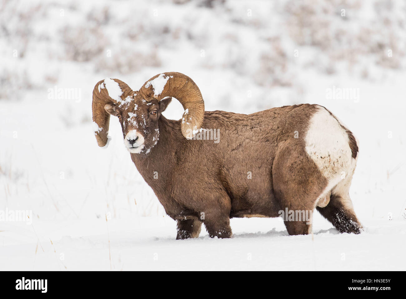 Ram, Macho el borrego cimarrón (Ovis canadensis) en el invierno, la nieve en valle Lamar, el Parque Nacional Yellowstone, Wyoming, EE.UU. Foto de stock