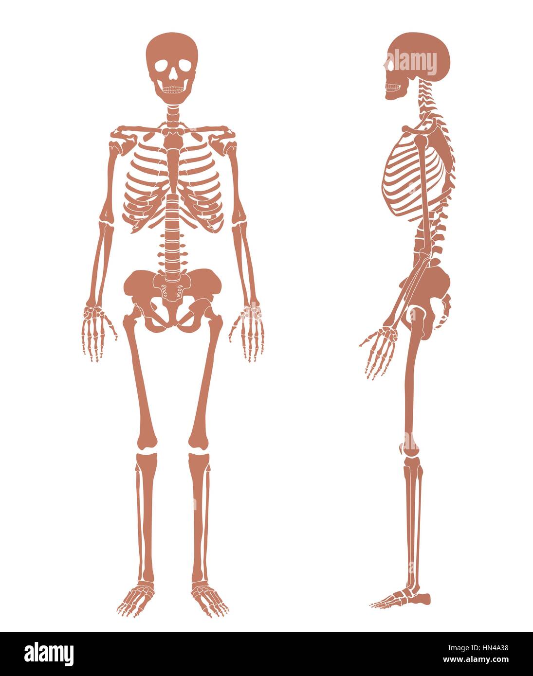 Esqueleto Humano Silueta Set Imagen Vector De Stock Alamy