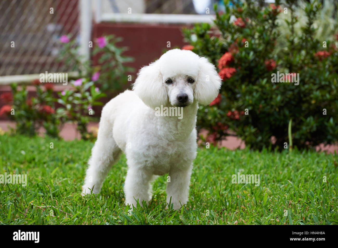 White french poodle fotografías e imágenes de alta resolución - Alamy