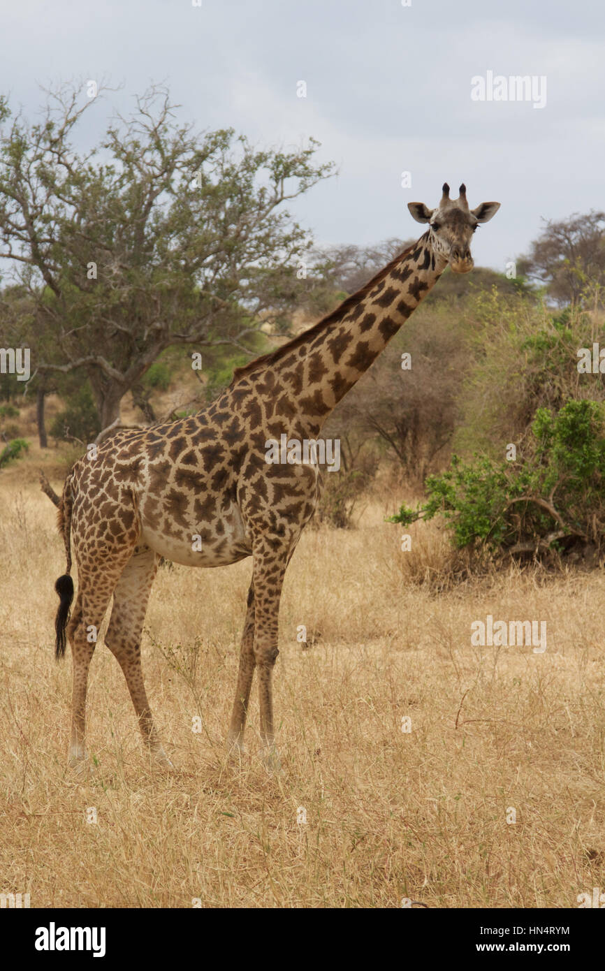 Un varón soltero jirafa en Tanzania Foto de stock