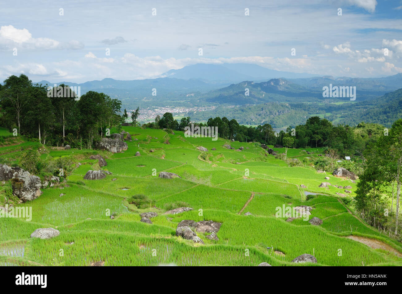Indonesia - terrazas de arroz verdes en Tana Toraja, Sulawesi del Sur Foto de stock