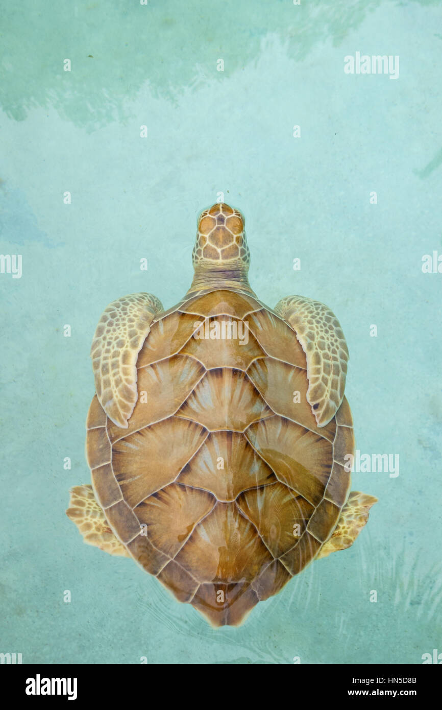 Juvenuile tortuga verde (Chelonia mydas) En el Xcaret Eco Theme Park's programa de cría de tortugas en Quintana Roo, México. Foto de stock