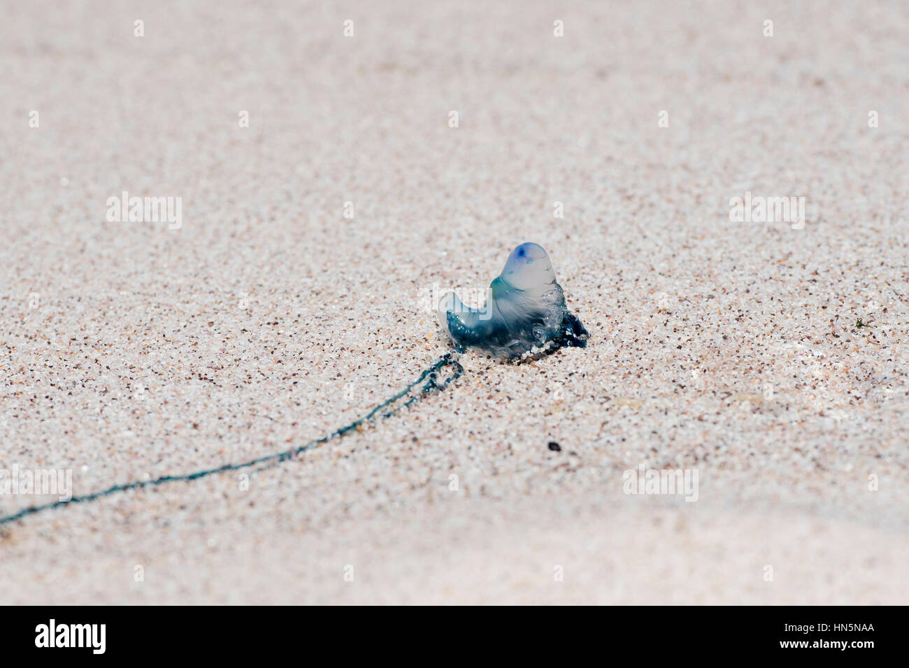 Man o' War portuguesa (Physalia physalis) varada en una playa de arena en México Foto de stock
