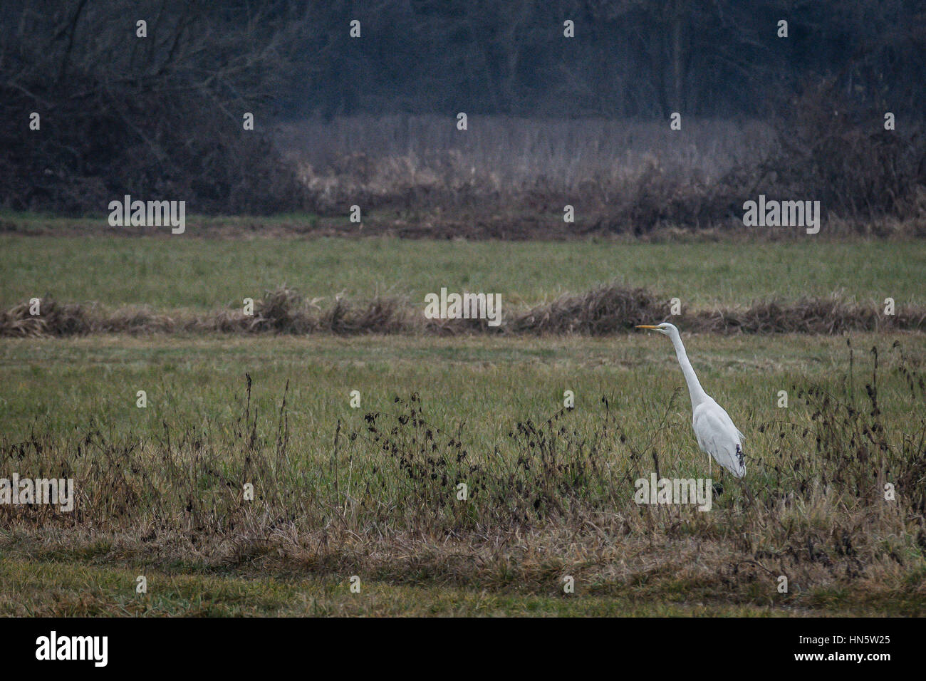 Una gran garza blanca descansa sobre una pradera en la campiña de Pavia.  gran pájaro blanco sobre un fondo claro (prados verdes) de imagen  horizontal Fotografía de stock - Alamy