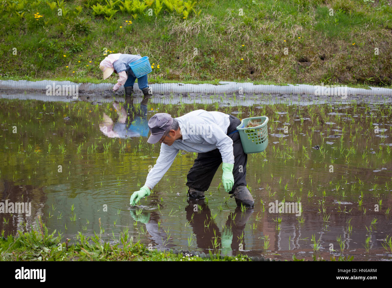HAKUBA, Japón - 17 de mayo : gente sembrando semillas de arroz en un arrozal inundado cerca del lago Aoki, Hakuba el 17 de mayo de 2012. Es inusual ver arroz pl Foto de stock