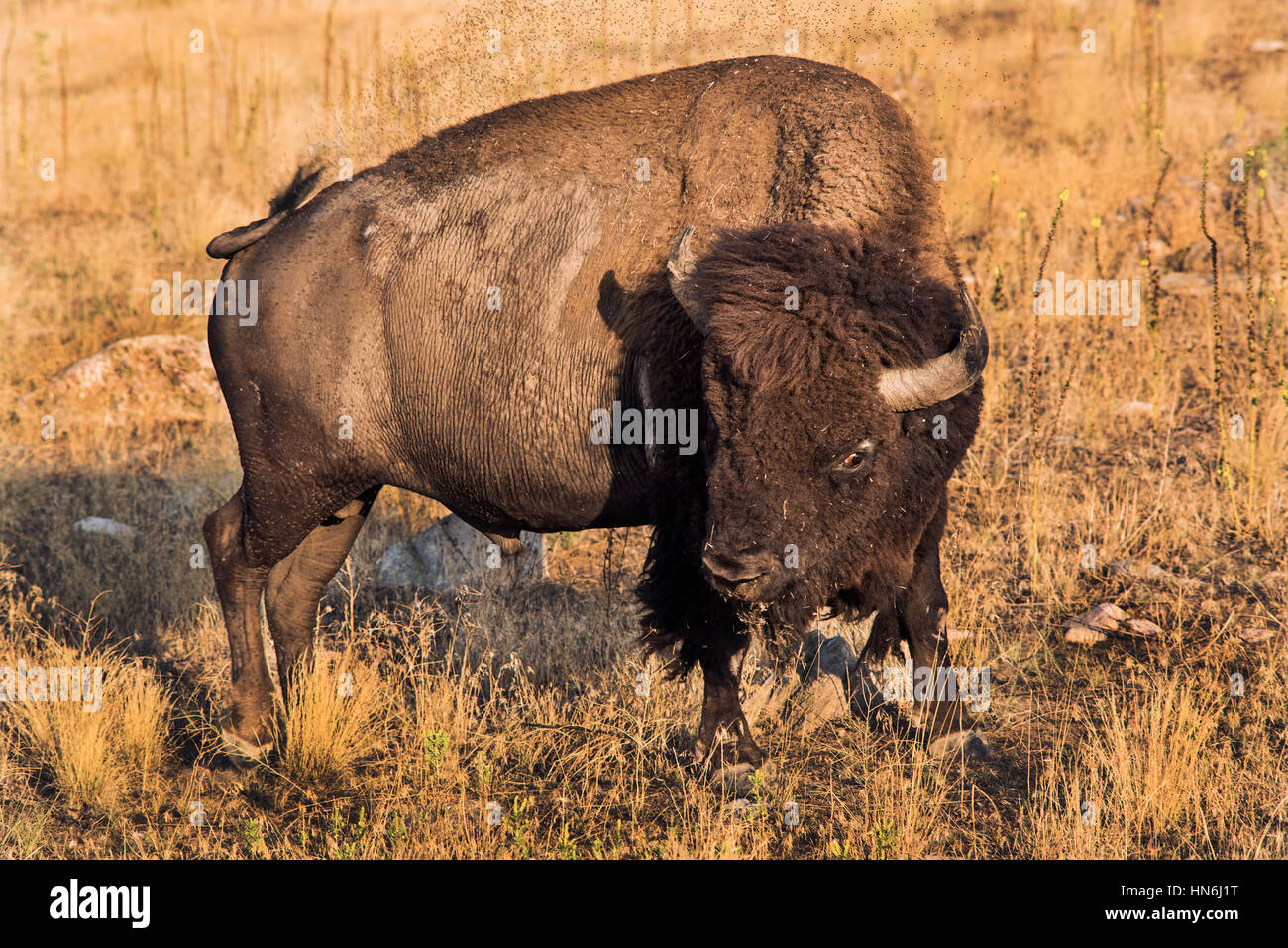 Un Bisonte macho joven que intenta escapar de molestas moscas cerca del Gran Lago Salado cerca de Utah. Foto de stock