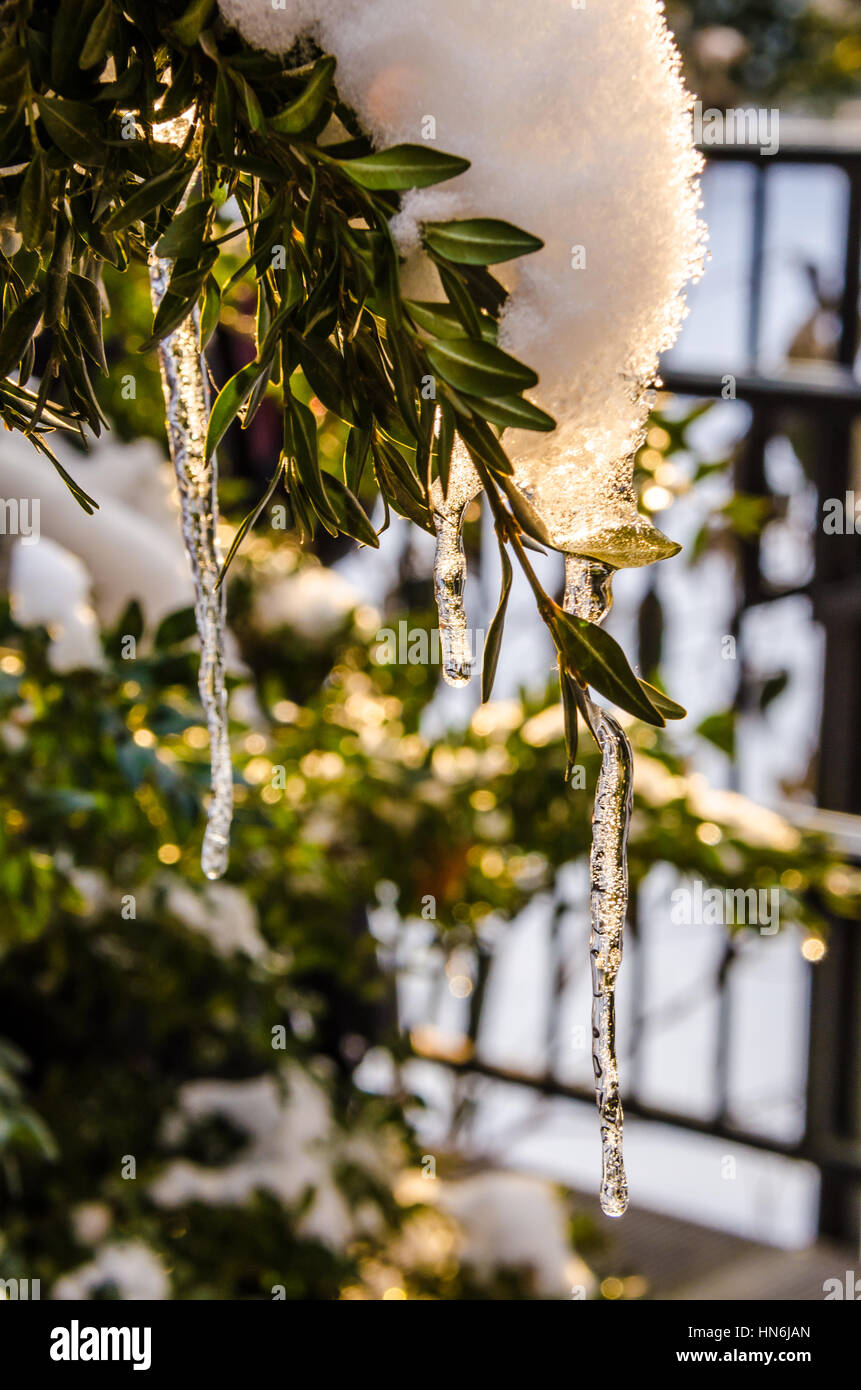 Un melting icicle sobre un árbol siempreverde después de una tormenta de invierno con una suave y cálida luz del sol Foto de stock