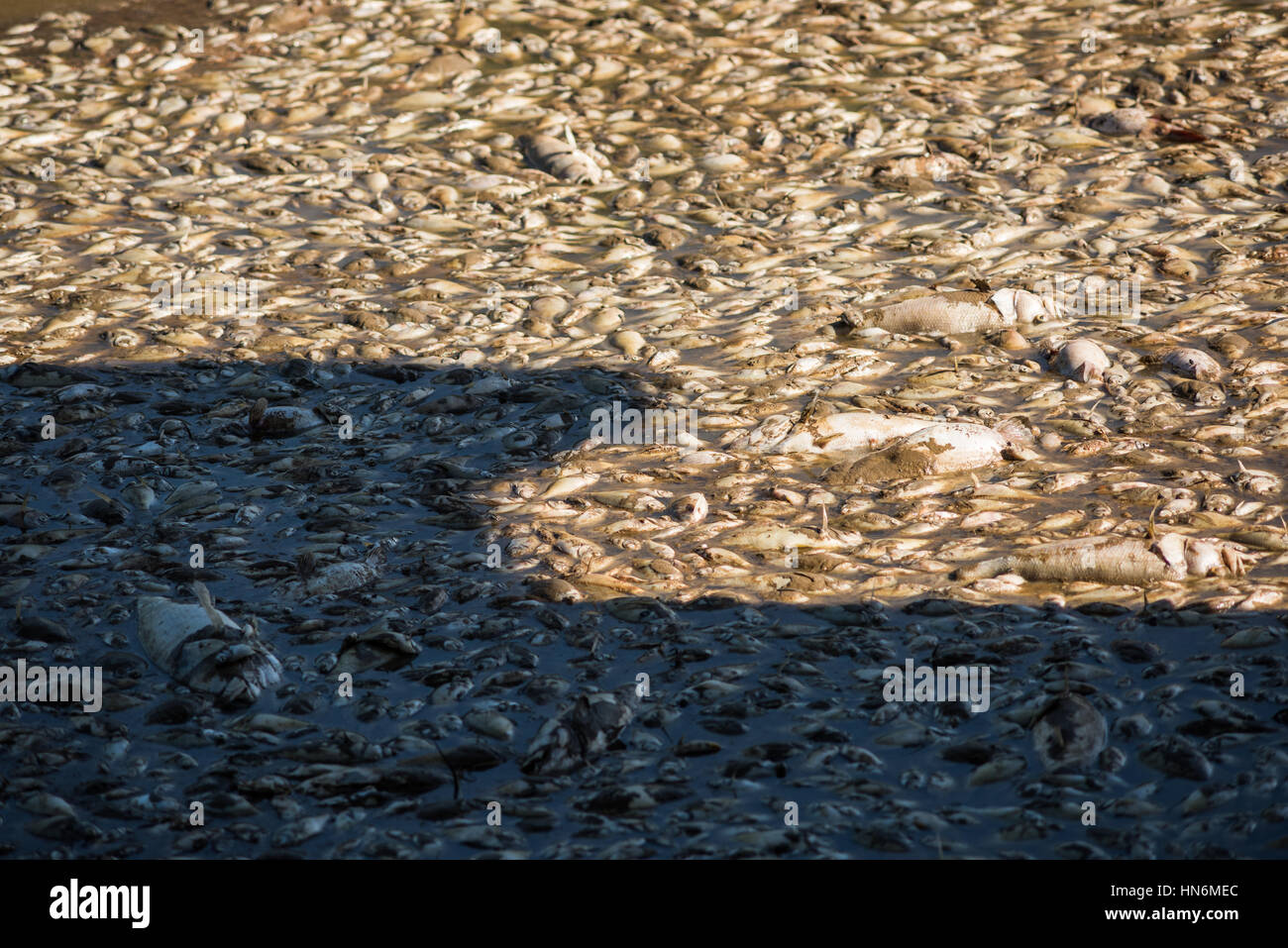 Peces carpa muerta después del lago el drenaje y el dragado en el Royal Lake Park en Fairfax, Virginia Foto de stock