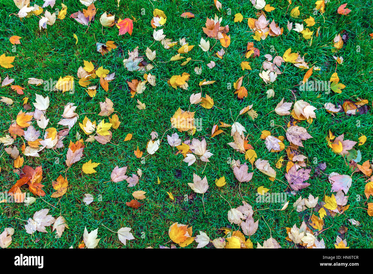Verde césped lleno de hojas de otoño Fotografía de stock Alamy