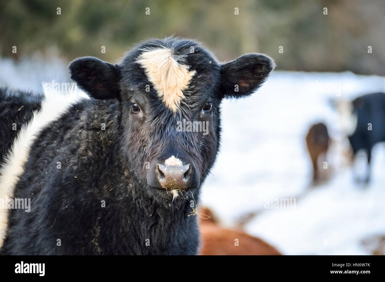 Primer plano de una vaca jersey blanco y negro comer durante el invierno con nieve Foto de stock