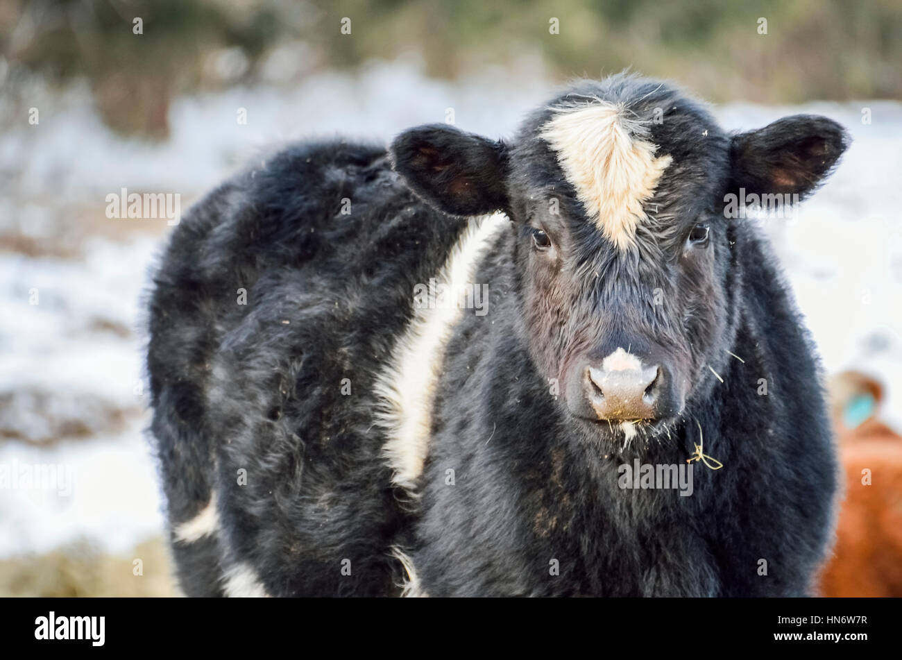 Primer plano de una vaca jersey blanco y negro comer durante un invierno con nieve Foto de stock