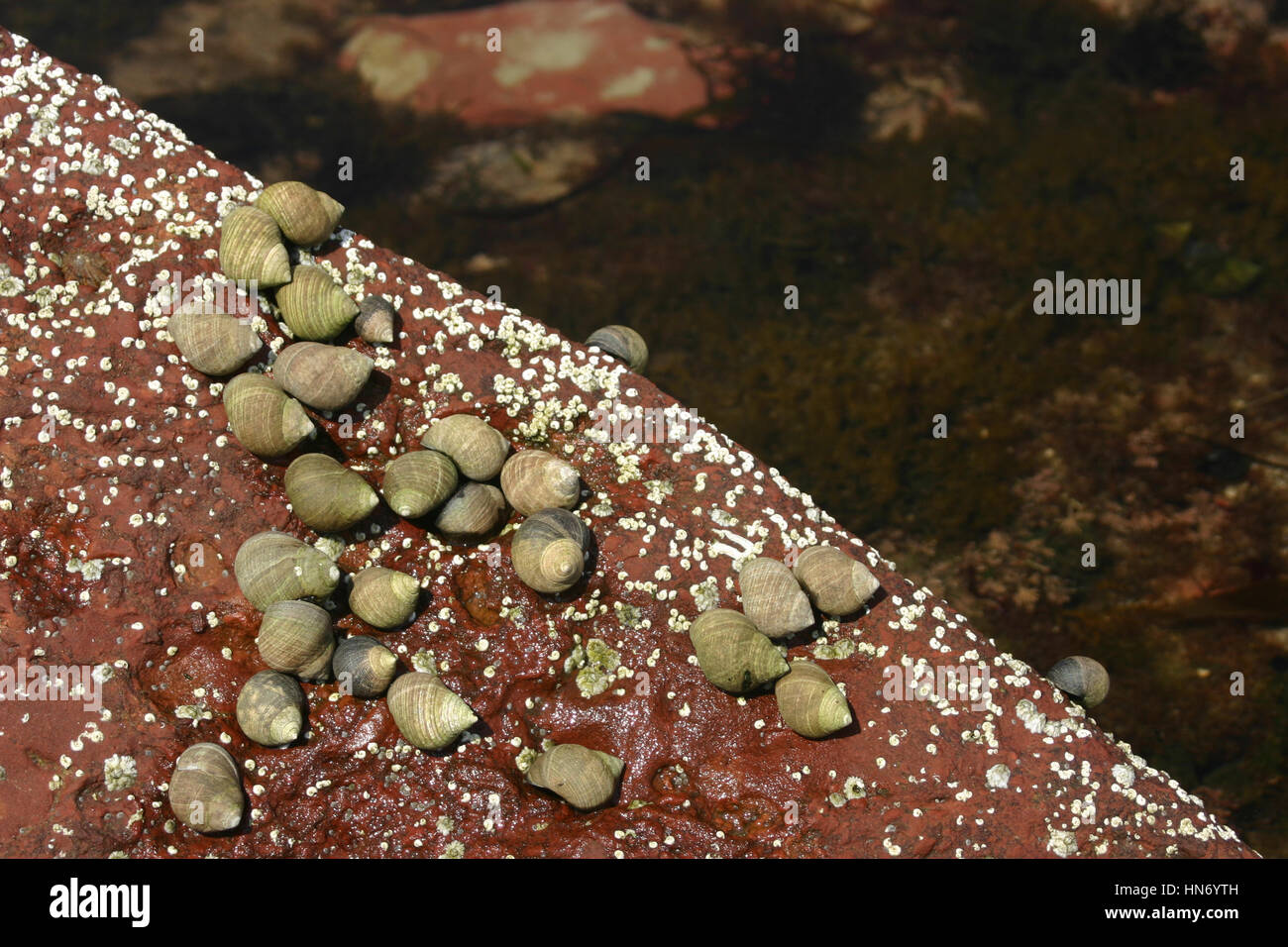 Los caracoles de mar en la roca, de Prestonpans, Edimburgo, Escocia, Reino Unido Foto de stock