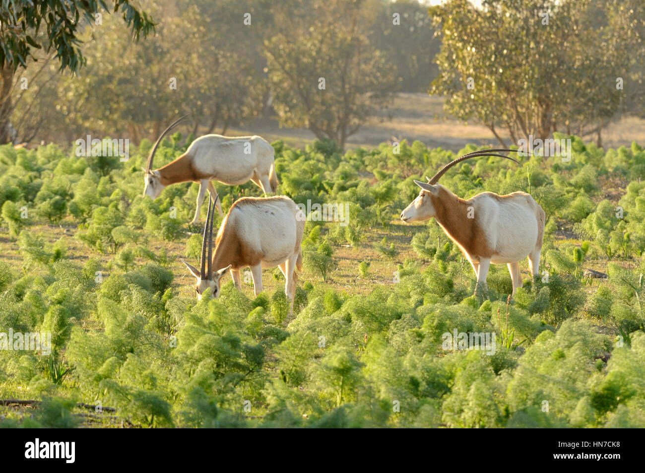 Orix cimitarra Oryx dammah extinguida en la naturaleza estos animales mantenidos en recintos enormes recursos naturales en el Parque Nacional Souss Massa, Marruecos Foto de stock