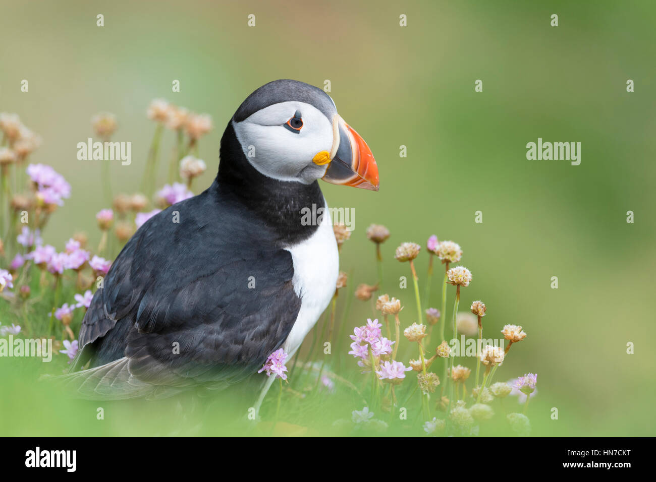 Frailecillo atlántico (Fratercula arctica) adulto, retrato entre la floración mar, gran ahorro, saltee las Islas Saltee, Irlanda. Foto de stock