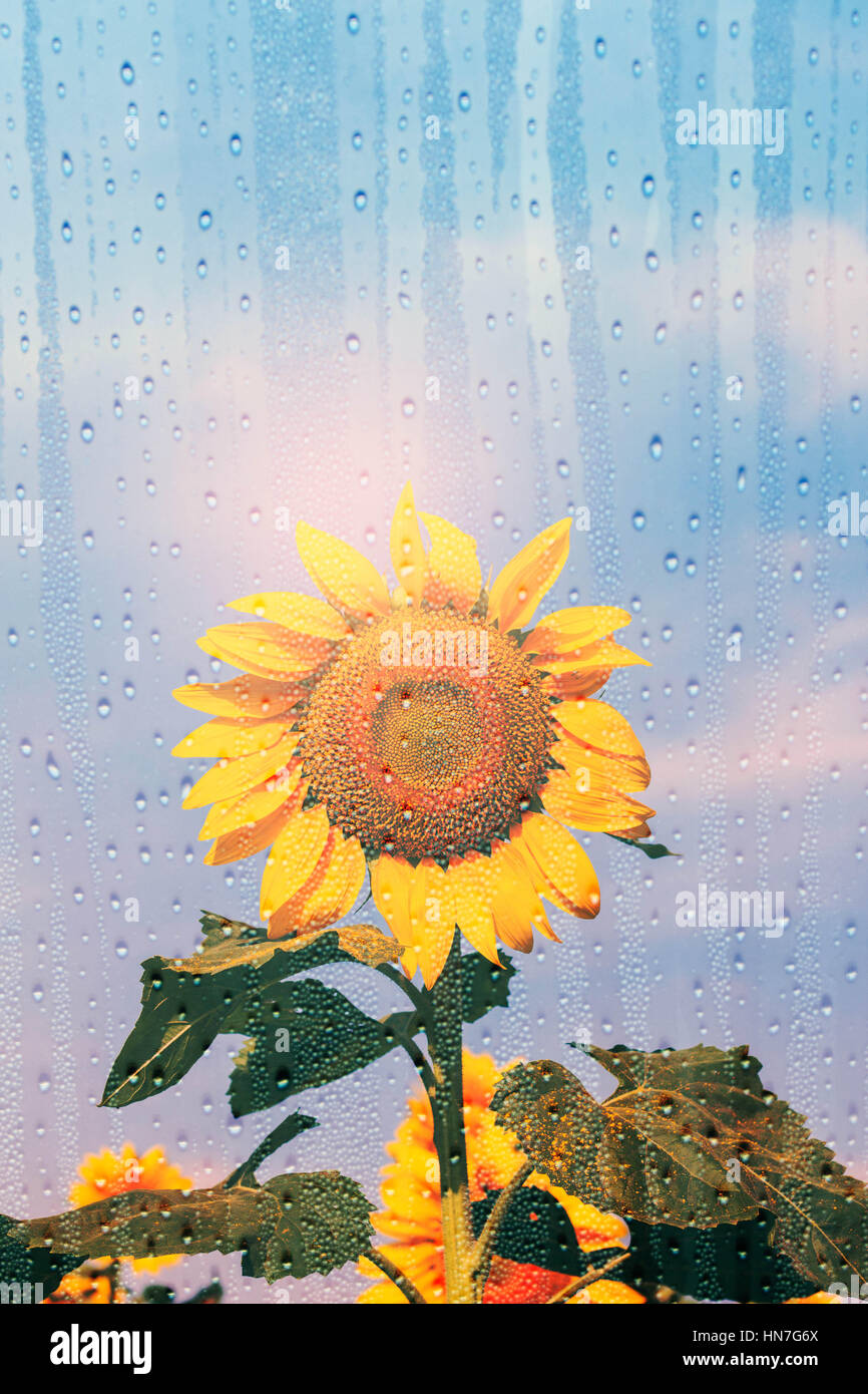 Girasol en la lluvia a través del espejo Fotografía de stock - Alamy