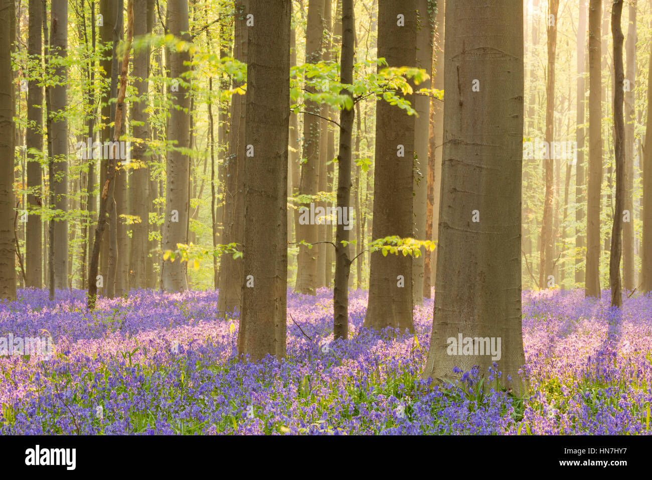 Un hermoso bosque bluebell florece en la luz del sol por la mañana temprano. Fotografiado en el bosque de Halle (Hallerbos) en Bélgica. Foto de stock