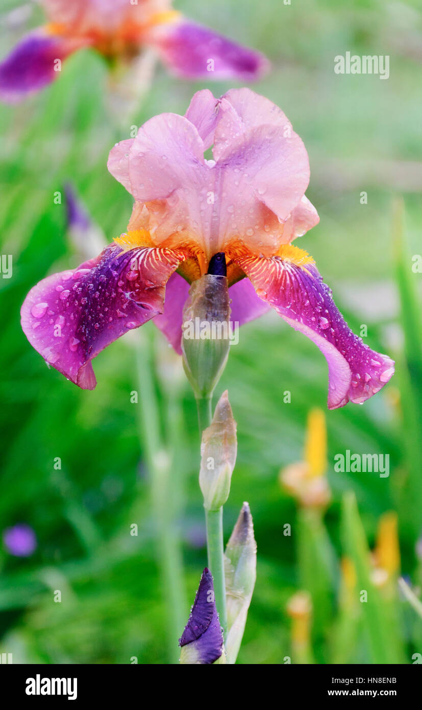 En el jardín de flores de iris Foto de stock