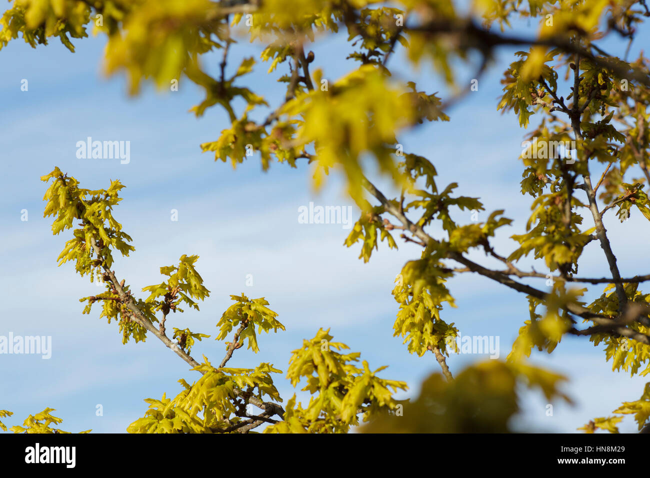 Roble común (Quercus robur) deja brotar, pastos Letchmire, West Yorkshire, Inglaterra, Abril Foto de stock