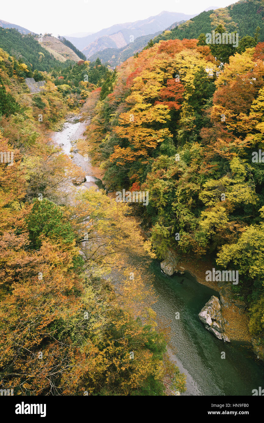 Corriente de agua y las hojas de otoño en Okutama, Tokio, Japón Foto de stock