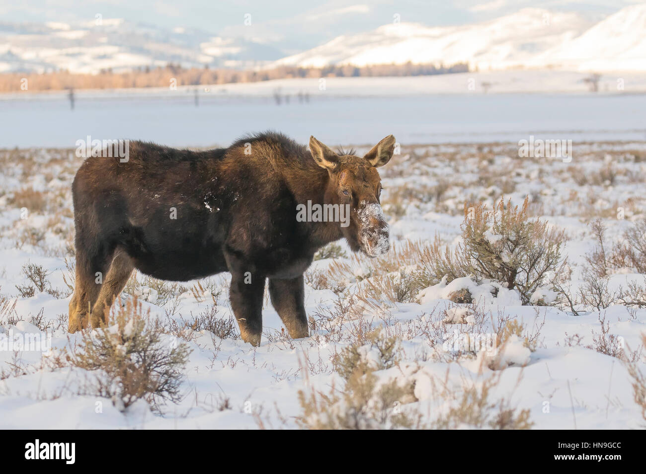 Bull moose que ha perdido la cuerna cavando en la nieve profunda para alimentos Foto de stock