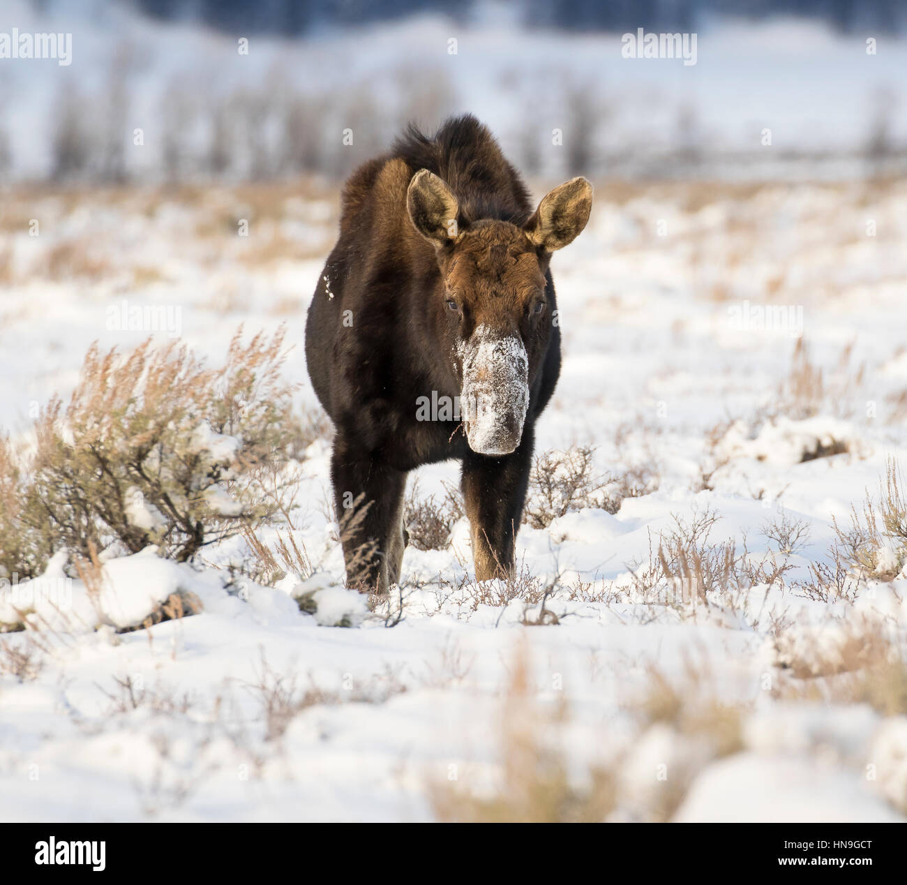 Bull moose que ha perdido la cuerna cavando en la nieve profunda para alimentos Foto de stock