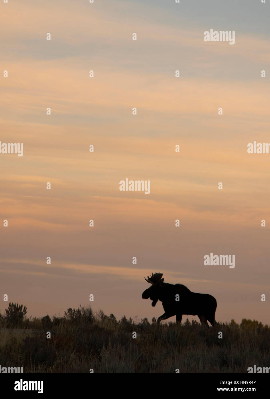 Bull moose caminar sobre la colina con amanecer Foto de stock