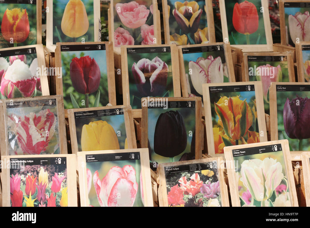 Bolsas con semillas de tulipanes en el mercado de flores de Amsterdam. Foto de stock