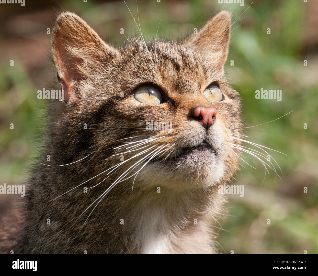 Primer plano de cara de gato salvaje europeo. (Melilla Fotografía de stock  - Alamy