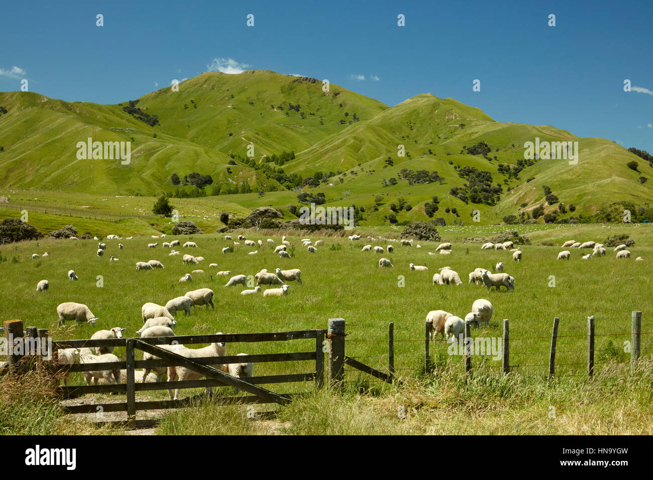 Gate, ovejas y tierras de cultivo cerca de Martinborough, Wairarapa, Lower North Island, Nueva Zelanda Foto de stock