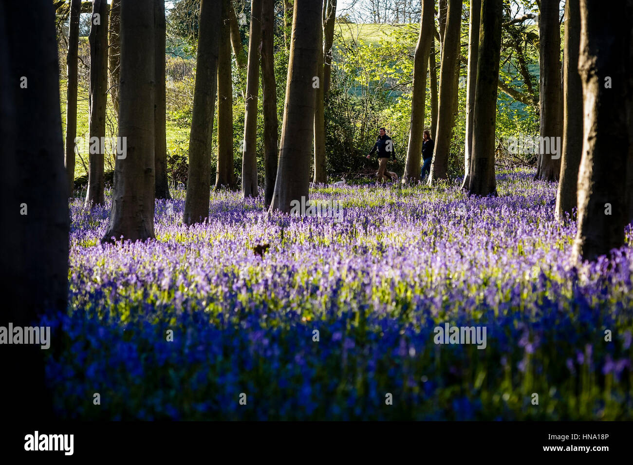 Paseadores de perros pasar una alfombra de campanillas al amanecer en los bosques cerca de Cleeve, North Somerset, como alfombras de campanillas en Woodlands son un signo muy apreciado de la primavera, pero las flores podrían luchar como los cambios climáticos, un estudio sugiere. Foto de stock