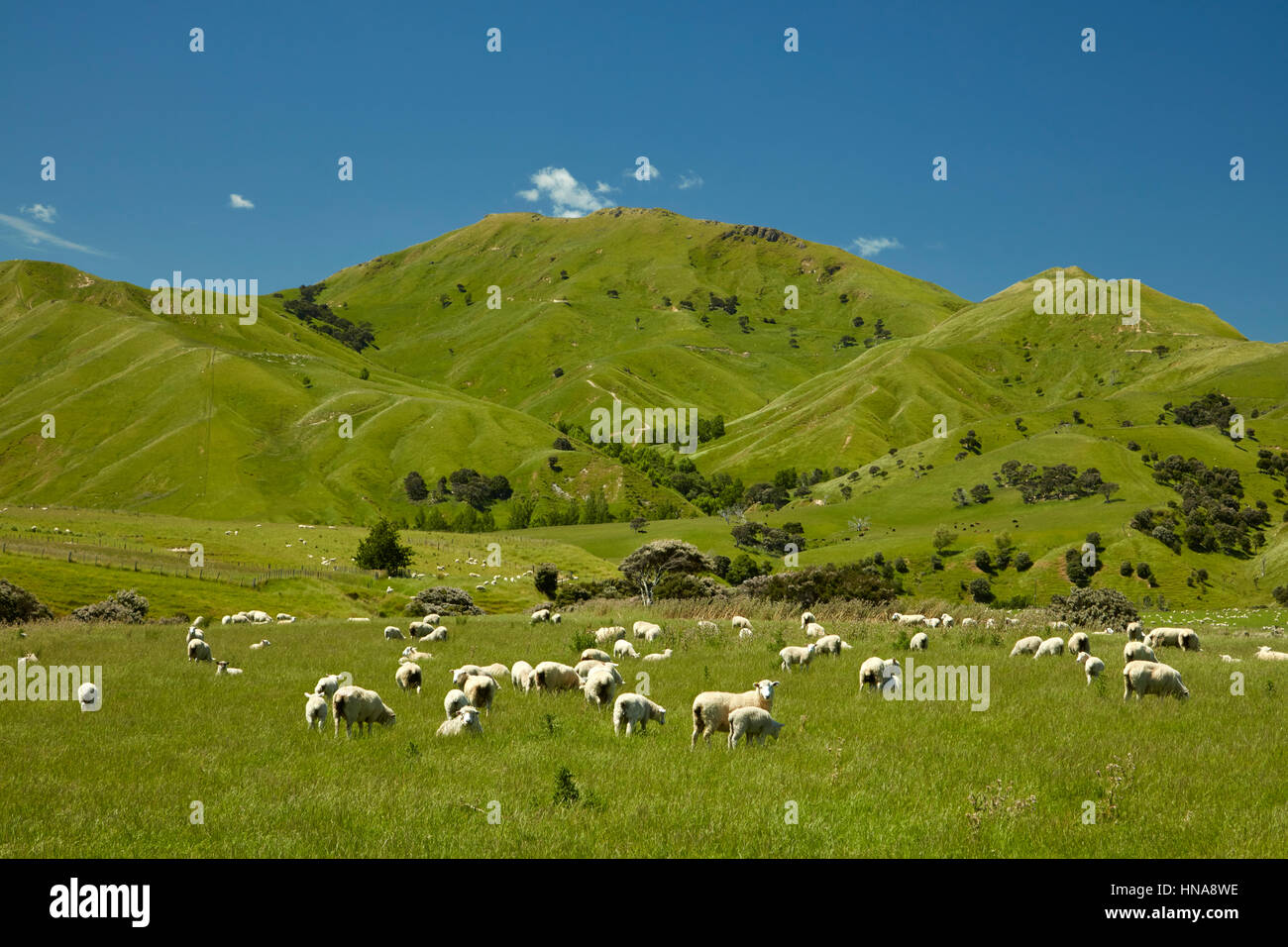 Ovejas y tierras de cultivo cerca de Martinborough, Wairarapa, Lower North Island, Nueva Zelanda Foto de stock