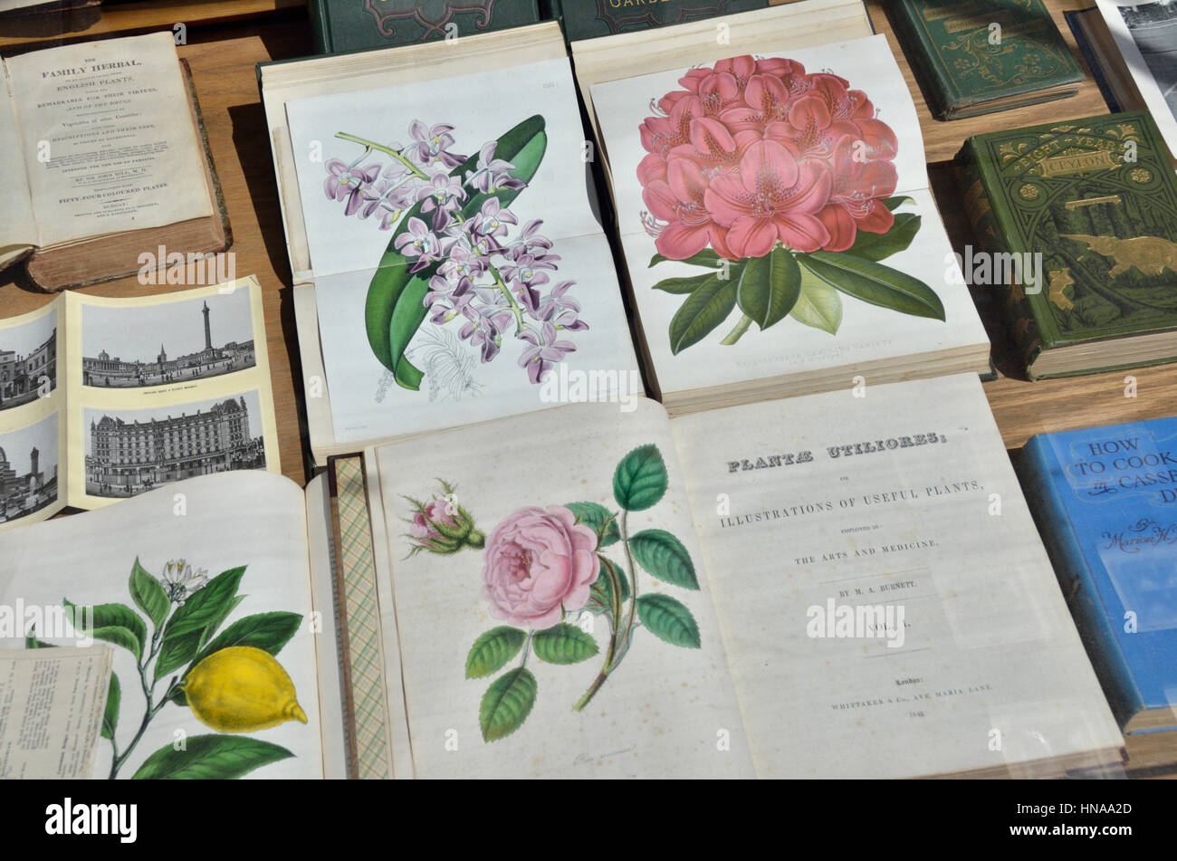 Anticuario de libros sobre las plantas. Foto de stock