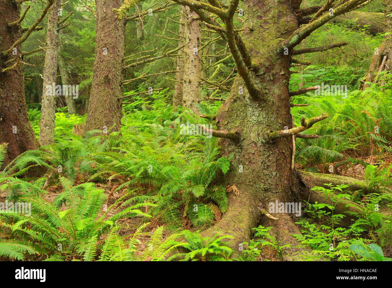 La picea de Sitka (Picea sitchensis) bosque a lo largo de la costa de Oregon Trail, Ecola State Park, Oregón Foto de stock