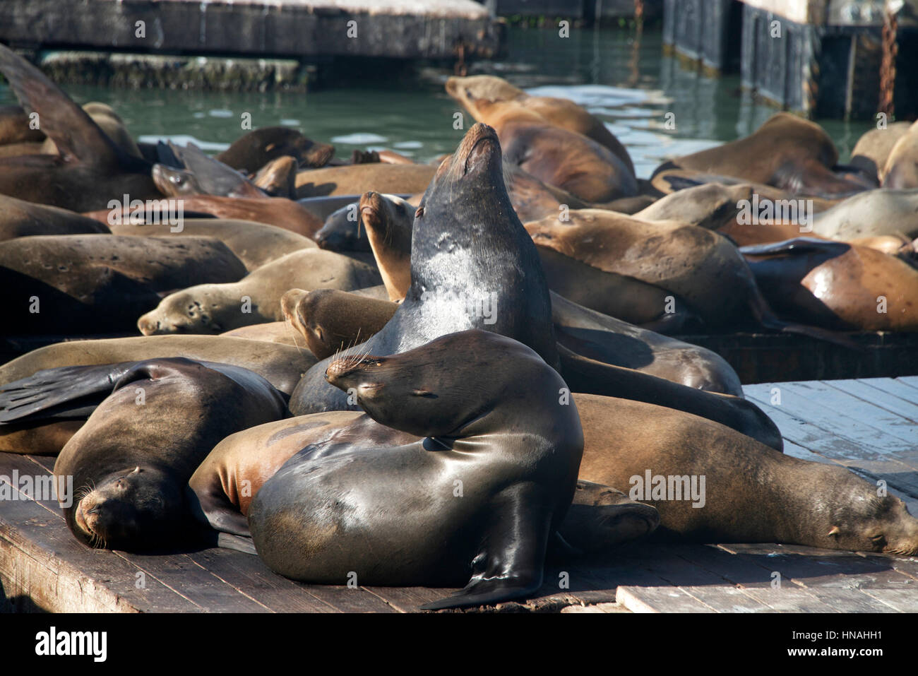 Lobos marinos asoleándose descansando sobre plataformas flotantes cerca de los muelles en el Muelle 39 en San Francisco. Los ladridos de vocalizar el uno al otro para marcar su territorio o Foto de stock
