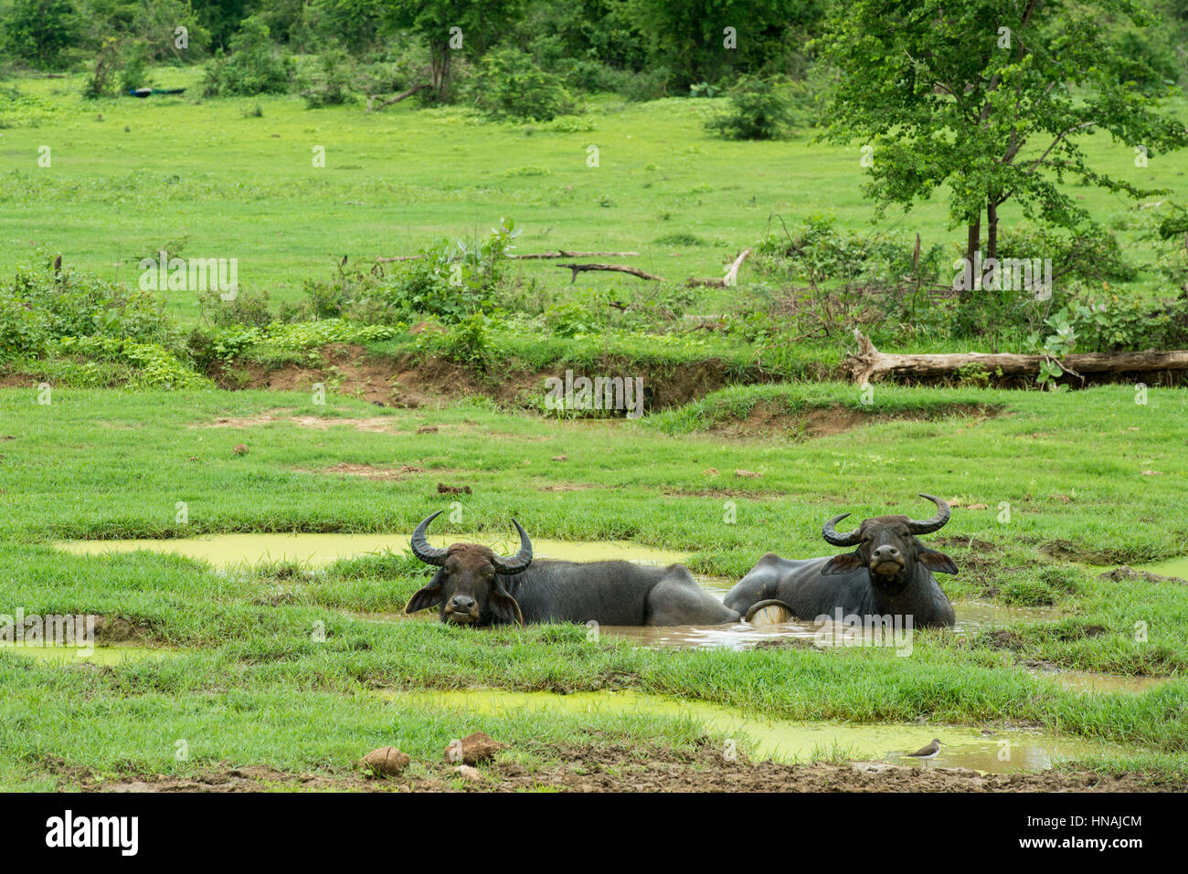 Wild Water Buffalo, Bubalus bubalis, Parque Nacional Udawalawe, Sri Lanka Foto de stock