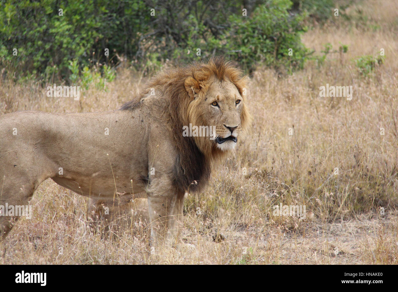 Triste buscando hombres león (Panthera leo) En Ol Pejeta, Kenya Foto de stock